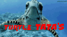 Turtle Tatas GIF - Turtle Tatas Swim GIFs