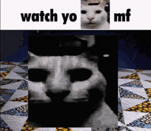 Watch Yo Tone Uncanny Cat GIF - Watch Yo Tone Uncanny Cat Canny Cat GIFs