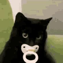 Jojik Cat GIF - Jojik Cat Cute Cat GIFs