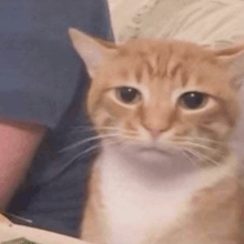 a close up of a cat sitting on a person 's lap looking at the camera .