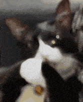 Cat Meow GIF - Cat Meow Roflandz GIFs