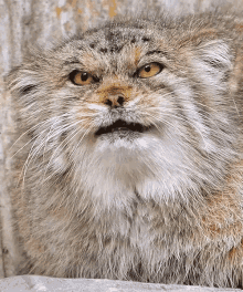 Pallas Cat Meow GIF - Pallas Cat Meow Animal GIFs
