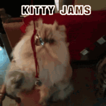 jam session kitty jams play time cute