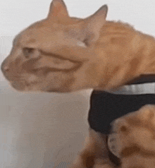 a close up of an orange cat wearing a black collar and a black shirt .