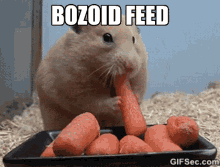 Bozoid Feed GIF - Bozoid Feed Carrot GIFs