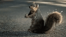 Shipit Squirrel GIF