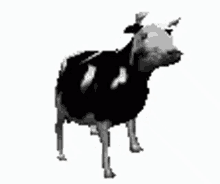 Cow GIF