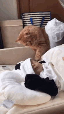Cat With Baby Cat GIF - Cat With Baby Cat Cute GIFs