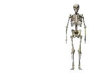a skeleton with a skull on it 's head standing on a white background