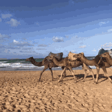 Camel Morocco GIF - Camel Morocco Sand GIFs