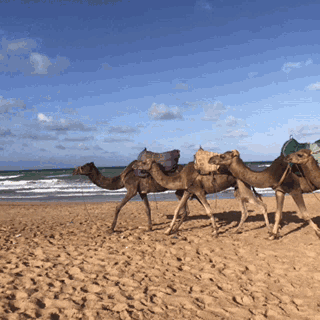 Camel Morocco GIF - Camel Morocco Sand - Discover & Share GIFs