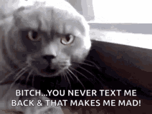 Cat Text GIF - Cat Text Reply GIFs