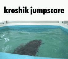 Kroshik Kroshyk GIF - Kroshik Kroshyk Seal GIFs