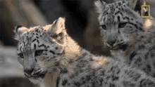 looking snow leopards101 in sync himalayas cubs