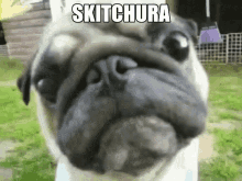 Skitchura Skitchura D GIF