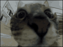 Gato Bizoiando GIF - Gato Bizoiando Camera GIFs