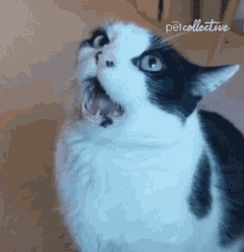 Jaw Drop The Pet Collective GIF - Jaw Drop The Pet Collective Shocked GIFs