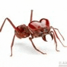 Ant GIF - Ant GIFs