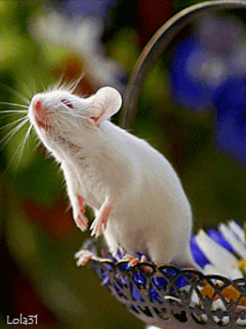 Funny Rat Mouse Gif Funnyrat Funny Rat Discover Share Gifs Funny My XXX Hot Girl