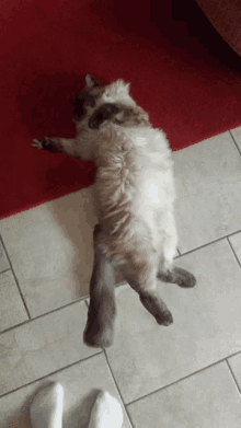 Cat Flip GIF - Cat Flip On The Floor GIFs