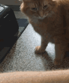 Ouch Cat GIF - Ouch Cat Evil GIFs