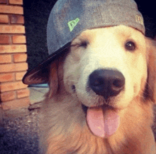 a close up of a dog wearing a hat with the letter d on it