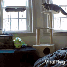 Clumsy Cat Cat GIF - Clumsy Cat Cat Viralhog GIFs
