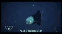 pacific barreleye fish fish transparent head