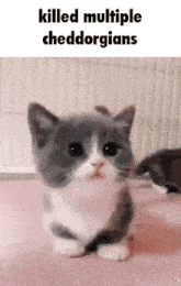 Cheddorg Cat GIF - Cheddorg Cat Cheddar GIFs