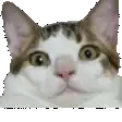 a close up of a cat 's face with a white background .