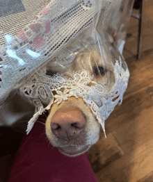 a dog wearing a white lace hat looks down at the camera