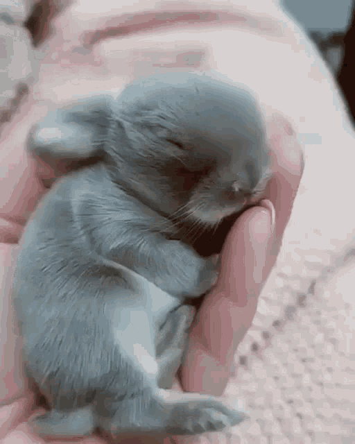 Cute Animals Cute Rabbit GIF - Cute Animals Cute Rabbit Rabbit - Discover &  Share GIFs