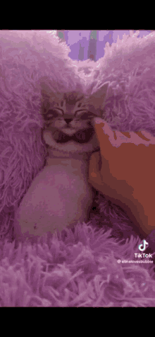 Cats Cats In Socks Cats Love GIF - Cats Cats In Socks Cats Love GIFs
