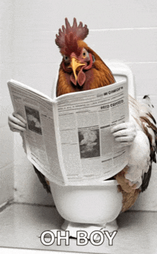 a rooster is sitting on a toilet reading a newspaper with the caption oh boy