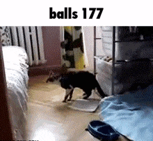 a cat is playing with a ball in a bedroom with the words `` balls 177 '' written above it .