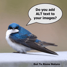 a bird with a speech bubble saying do you add alt text to your images