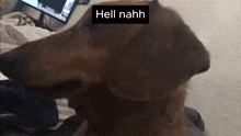 a close up of a dog with the words hell nahh on it