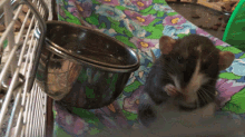 Rat Washing GIF - Rat Washing Cute GIFs