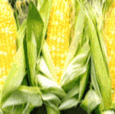a bunch of corn on the cob with green leaves on them