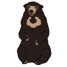 bear sun bear malayan sun bear