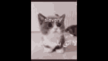 Snipez Cat GIF - Snipez Cat Allah GIFs