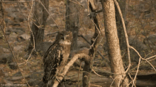Bird Vs Owl From Http://Headlikeanorange.Tumblr.Com/ GIF - Owl Bird Poke GIFs