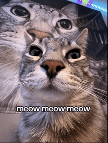 a close up of a cat with the words meow meow meow written below it