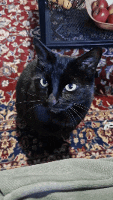 Cat Black Cat GIF - Cat Black Cat Meow GIFs