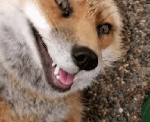 fox-cute.gif