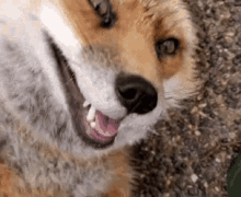 Fox Cute GIF - Fox Cute Pet GIFs