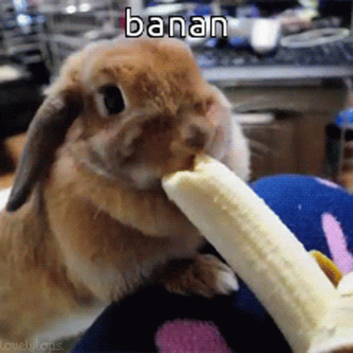 Animals With Captions Bunny Eating GIF - Animals With Captions Bunny Eating Rabbit Eating Banana GIFs