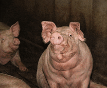 two pigs are looking at the camera and one has a very dirty nose