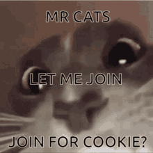 Join For Cookie Mr Cats GIF - Join For Cookie Mr Cats Cat GIFs
