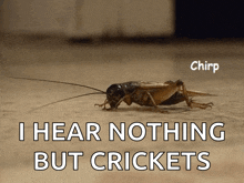 a cricket is crawling on the ground with the words i hear nothing but crickets below it